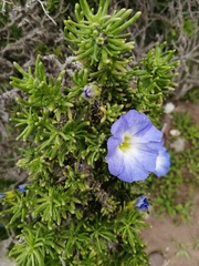 Nolana coelestis