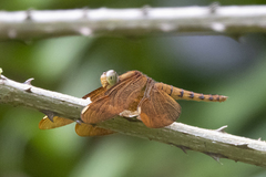 Neurothemis fulvia