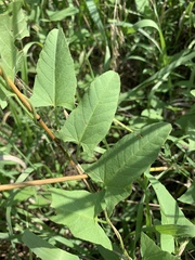 Convolvulus arvensis