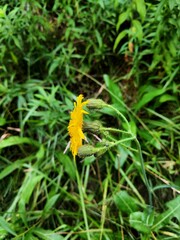 Sonchus arvensis