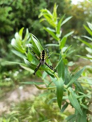 Argiope aurantia