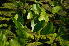 Echinodorus berteroi