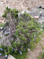 Nolana coelestis