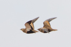 Pterocles orientalis