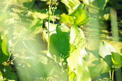 Echinodorus berteroi