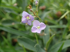 Veronica scutellata