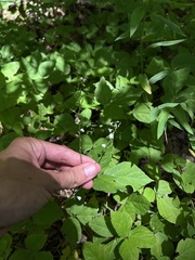 Hylodesmum pauciflorum