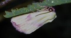 Thurberiphaga diffusa