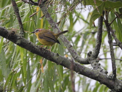 Basileuterus delattrii