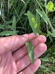Convolvulus arvensis