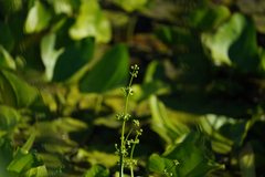 Echinodorus berteroi