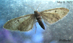 Eupithecia absinthiata
