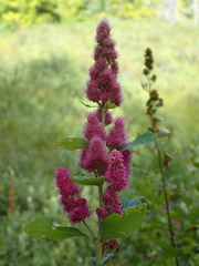 Spiraea douglasii