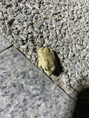Bufo gargarizans