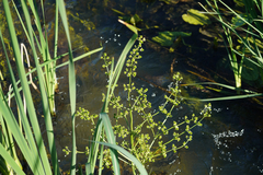 Echinodorus berteroi