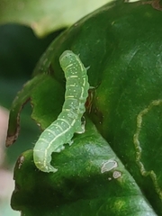 Noctuoidea