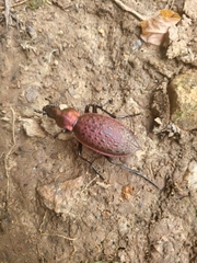 Carabus smaragdinus