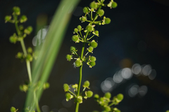 Echinodorus berteroi