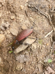 Carabus smaragdinus