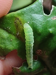 Noctuoidea