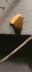 Drepana arcuata
