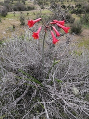 Phycella cyrtanthoides