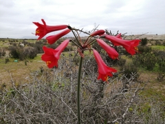 Phycella cyrtanthoides