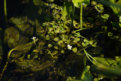 Bacopa eisenii