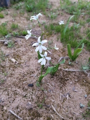 Tecophilaea violiflora