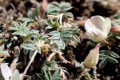Astragalus kentrophyta