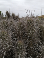 Trichocereus
