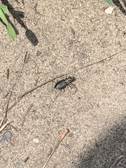 Cicindela punctulata