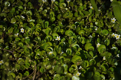Bacopa eisenii