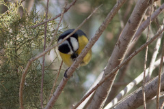 Cyanistes teneriffae degener