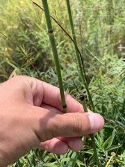 Equisetum hyemale