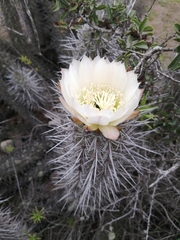 Trichocereus