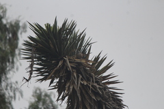 Campylorhynchus brunneicapillus