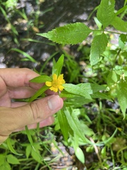 Bidens cernua