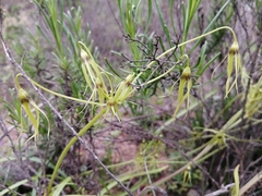 Gilliesia cuspidata