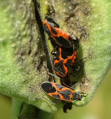 Lygaeus kalmii