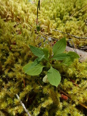Campanula scouleri