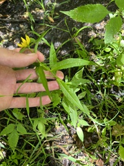 Bidens cernua