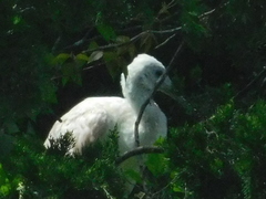 Platalea ajaja