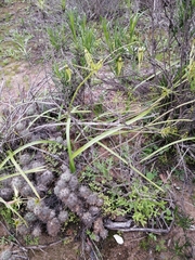 Gilliesia cuspidata