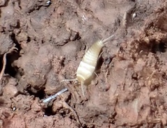 Atelurinae