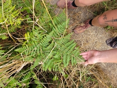 Pteridium aquilinum pubescens