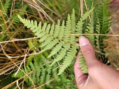 Pteridium aquilinum pubescens