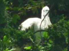 Platalea ajaja