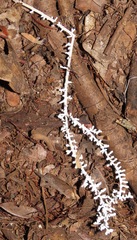 Brunneocorticium corynecarpon