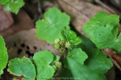 Hydrocotyle nepalensis